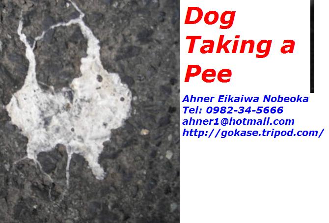 dog-taking-a-pee.jpg