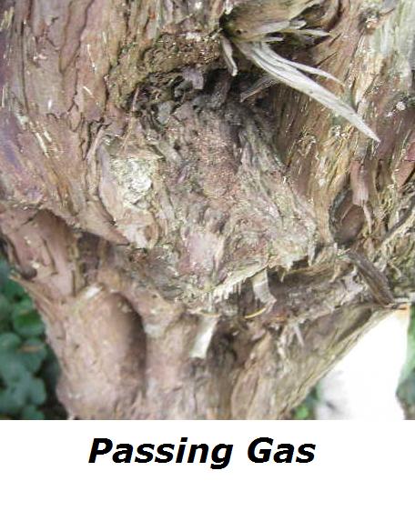 pass-gas.jpg